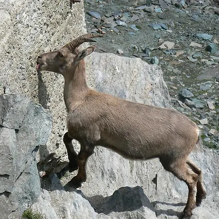 Haus Alpenstern Alpi *